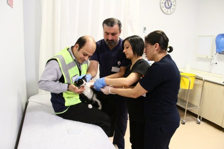 Ayağı kırık acile sığınan kediye hasta çalışanları sahip çıktı