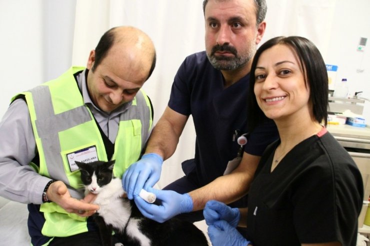 Ayağı kırık acile sığınan kediye hasta çalışanları sahip çıktı
