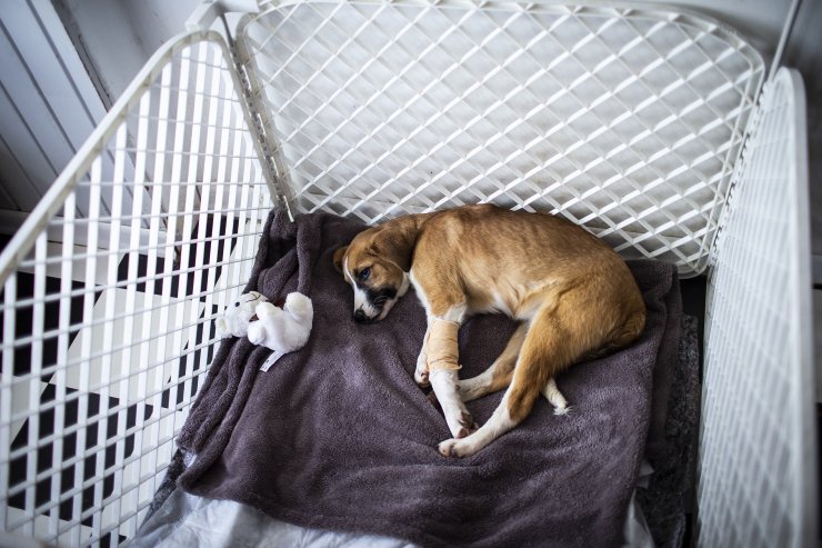 Okullu köpek 