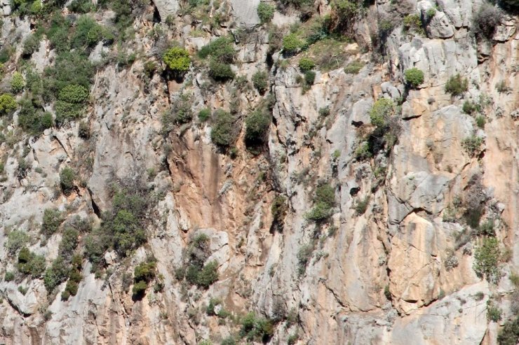 Kayalıklarda mahsur kalan oğlağı AKUT ve JAK kurtardı