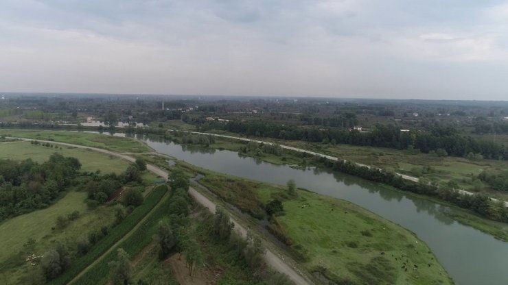 Çarşamba Ovası ‘orman’ oluyor