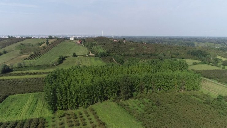 Çarşamba Ovası ‘orman’ oluyor