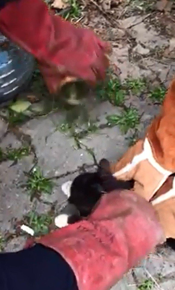 Kafası konserve kutusuna sıkışan kediyi itfaiye kurtardı