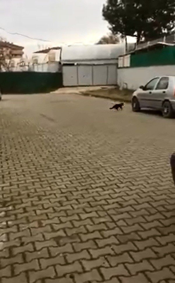 Kafası konserve kutusuna sıkışan kediyi itfaiye kurtardı
