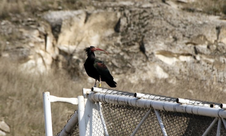 Koruma çalışmaları sayesinde Birecik'teki kelaynak sayısı artıyor