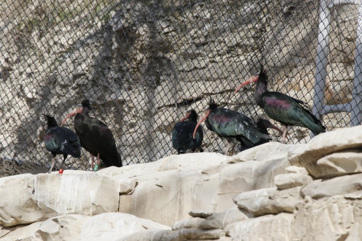 Koruma çalışmaları sayesinde Birecik'teki kelaynak sayısı artıyor