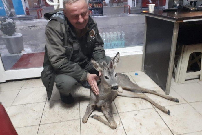 Bolu’da, kaza geçiren yavru gazelle, ormancılar tarafından kurtarıldı