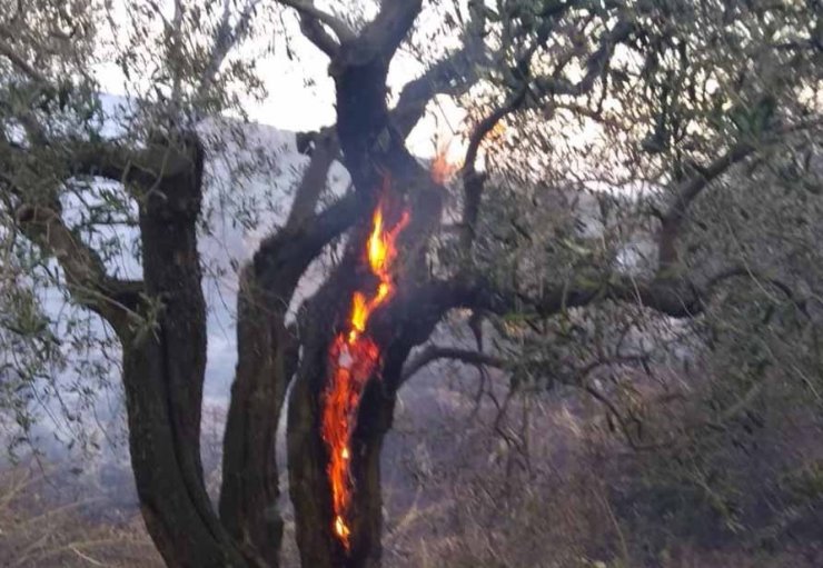 Erdek’te arazi yangını