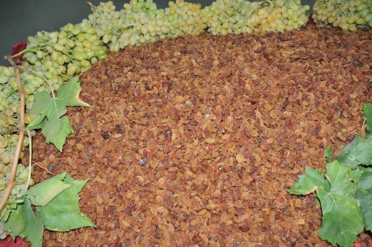 Üzümde ürün çeşitliliği rekabetçiliği arttıracak