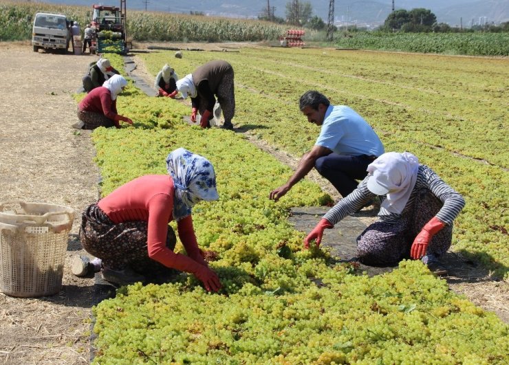Aydın’da mevsimlik tarım işçilerinin günlük yevmiyesi yüzde 17 arttı