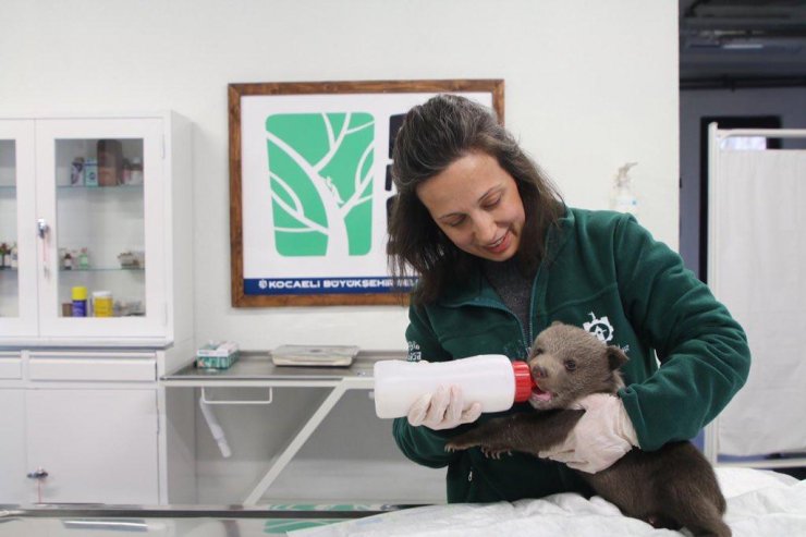 Bitkin halde bulunan ayı yavrusu koruma altına alındı