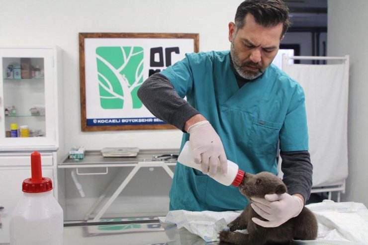 Bitkin halde bulunan ayı yavrusu koruma altına alındı