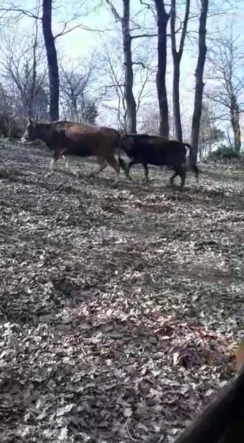 Ömerli’de korkutan ahır yangını
