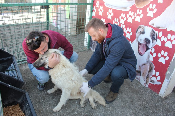 Felçli köpeği sahiplenmek için yüzlerce kilometre yol katetti