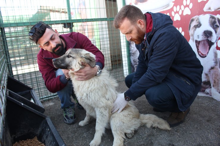 Felçli köpeği sahiplenmek için yüzlerce kilometre yol katetti