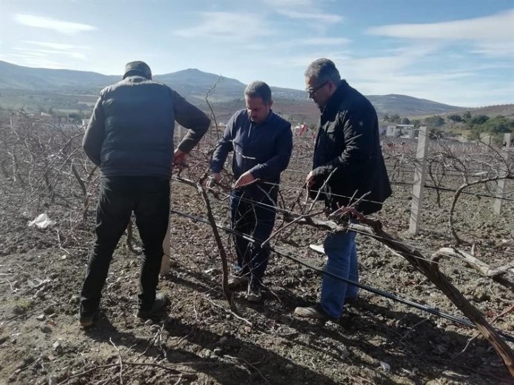 Kilis’te çiftçilere bağ budama teknikleri eğitimi