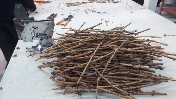 Coğrafi işaretli ’Delice beyazı üzüm’den 150 bin adet üretilecek