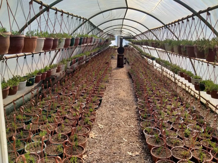 Kırıkkale'de park ve bahçelere yaz bakımı