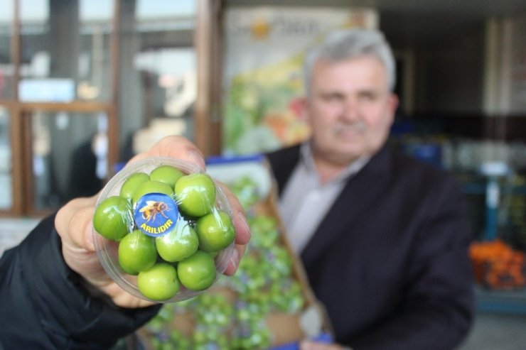 Turfanda erik cep yakıyor