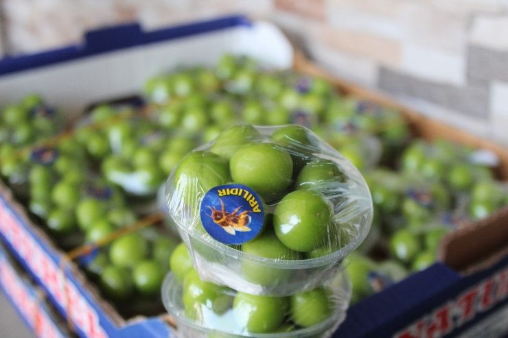 Turfanda erik cep yakıyor