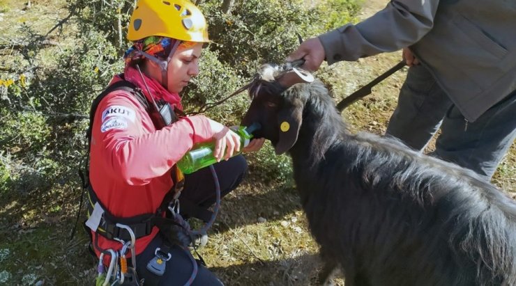 Sarp kayalıklarda AKUT’tan keçi kurtarma operasyonu