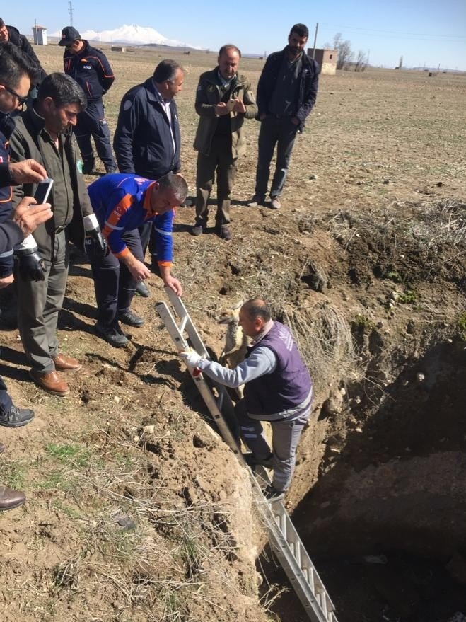 Kuyuya düşen 2 tilkiyi AFAD ekibi kurtardı