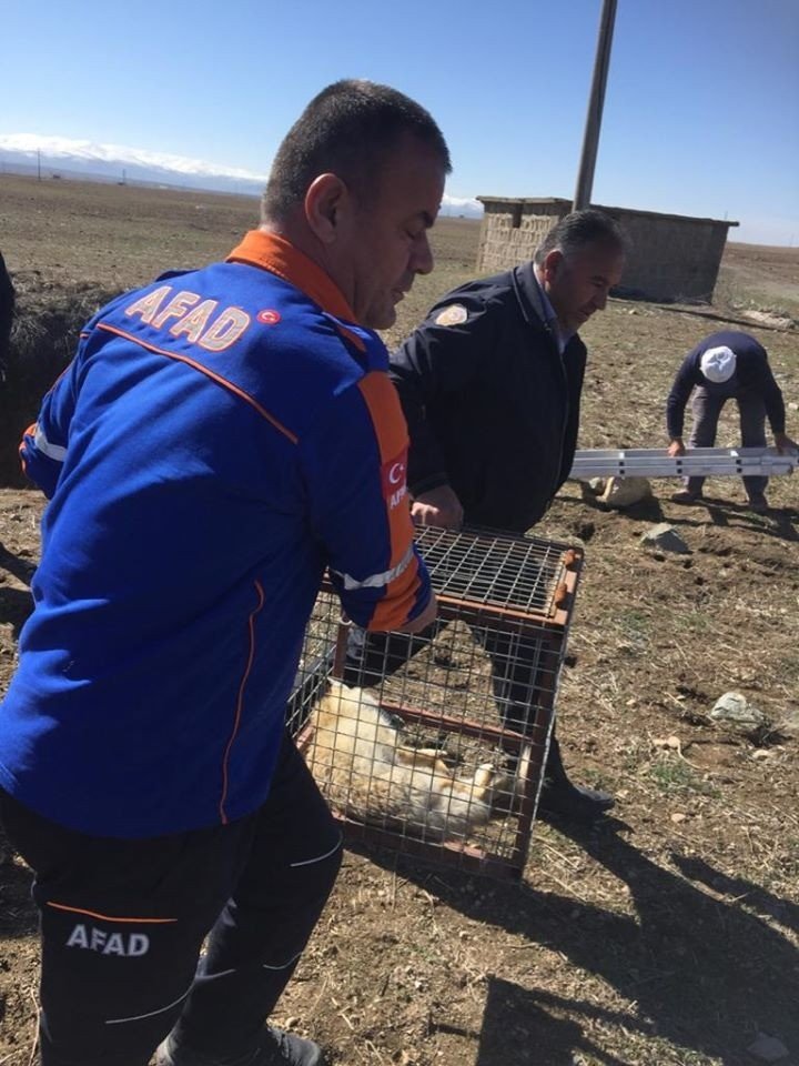 Kuyuya düşen 2 tilkiyi AFAD ekibi kurtardı