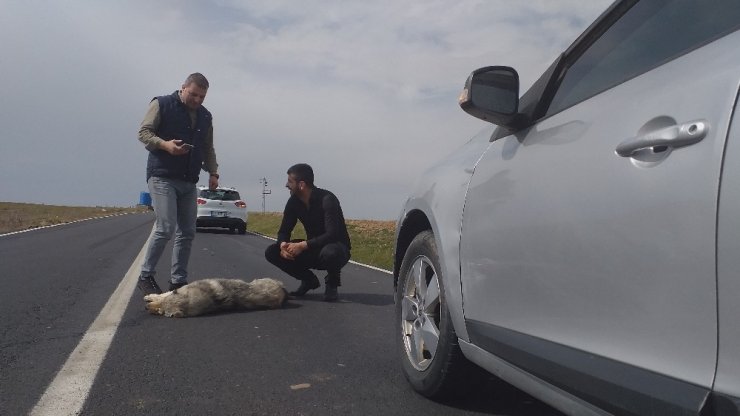 Yolda can çekişirken buldular