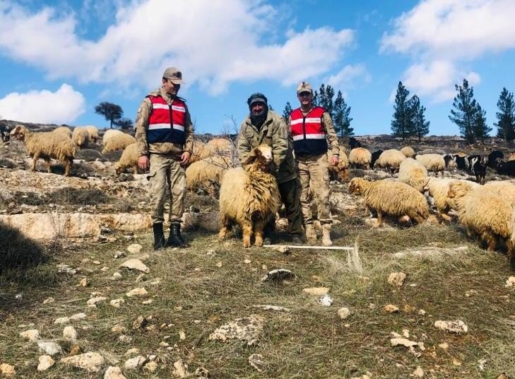 Mardin’de küçükbaş hayvan hırsızı yakalandı