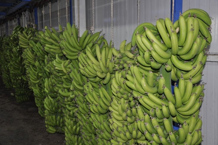 İthal muz yerli muzun fiyatını düşürdü