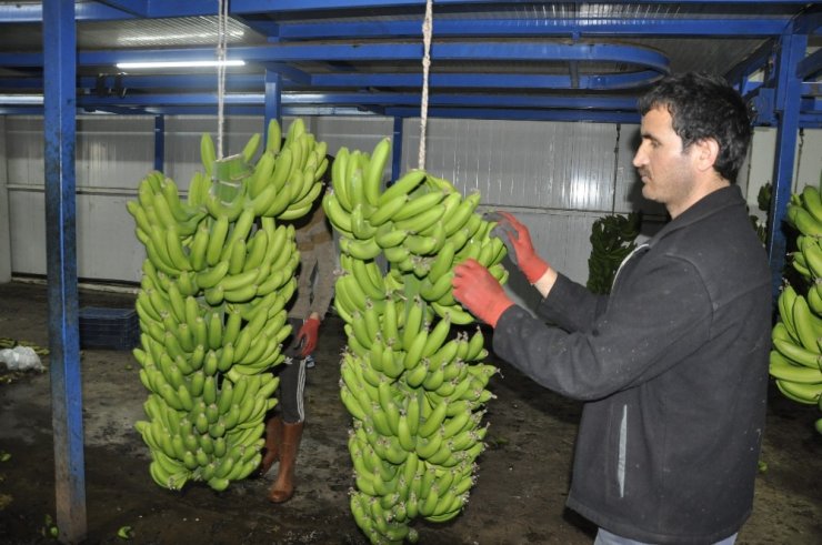 İthal muz yerli muzun fiyatını düşürdü