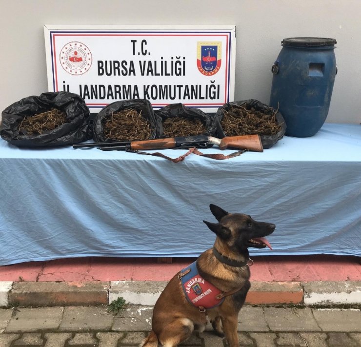 Bidondan 4 kilo esrar ve tüfek çıktı