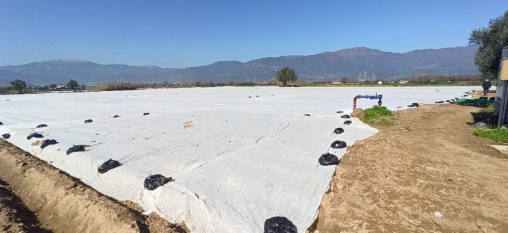 Patates üreticisi don tehlikesine karşı ürünlerini elyaf örtüyle kapladı