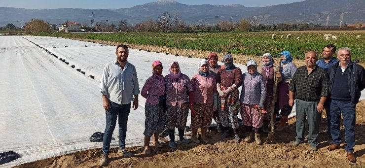 Patates üreticisi don tehlikesine karşı ürünlerini elyaf örtüyle kapladı