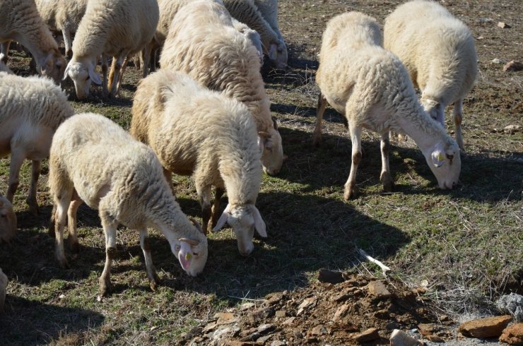 Bu koyun, üreticisine az maliyetle çok verim elde ettiriyor