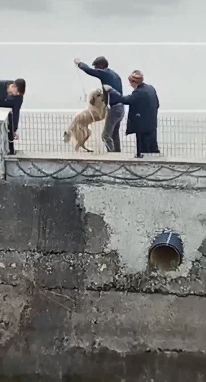 Su kanalına düşen köpeği itfaiye erleri gibi kurtardılar