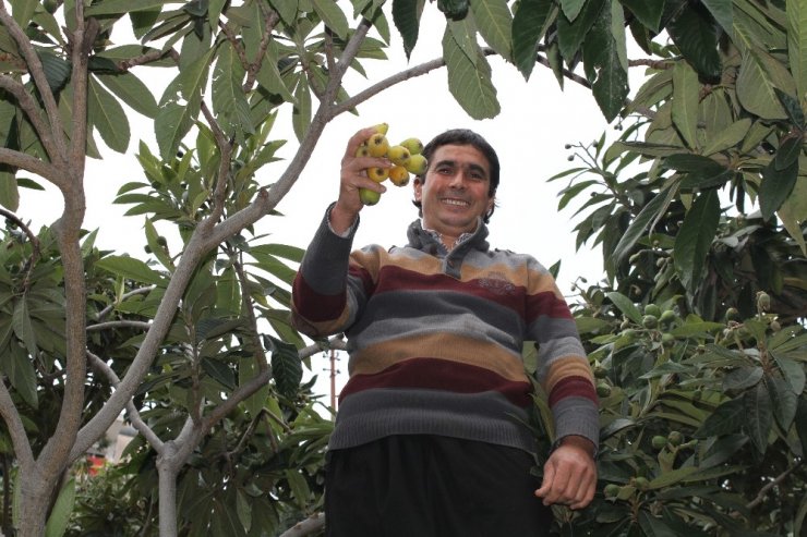 İlk hasat yapıldı, tezgahlarda kilogramı 50 TL’den yerini aldı