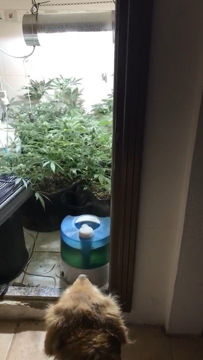 Pansiyondaki odalardan uyuşturucu imalatı için düzenek çıktı