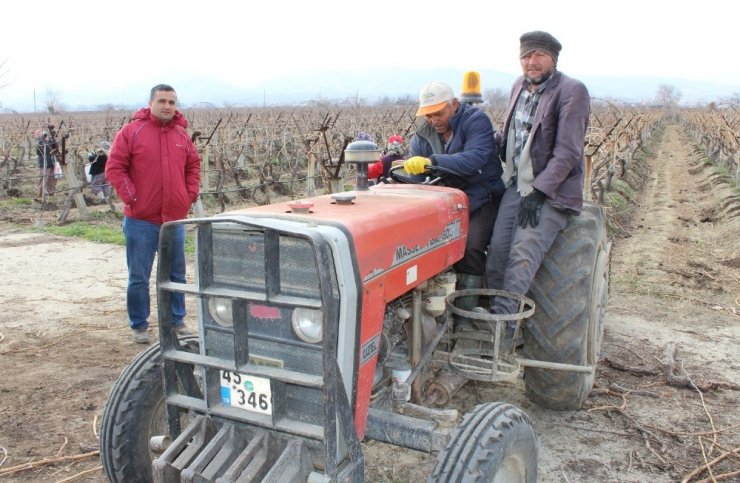 Manisa’da bağlarda Ölükol hastalığına karşı mücadele seferberliği