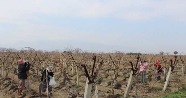 Manisa’da bağlarda Ölükol hastalığına karşı mücadele seferberliği
