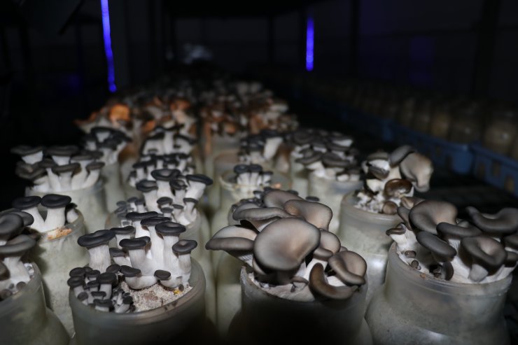 Ekonomik değeri olan iki doğal mantar çeşidi için tescil başvurusu