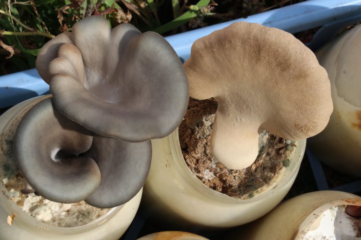 Ekonomik değeri olan iki doğal mantar çeşidi için tescil başvurusu