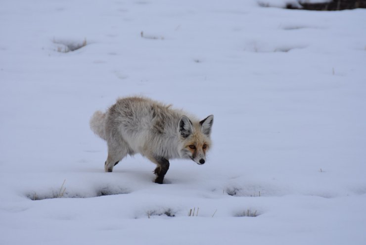 Kars'ta yiyecek bulmakta zorlanan tilkilerin av mesaisi
