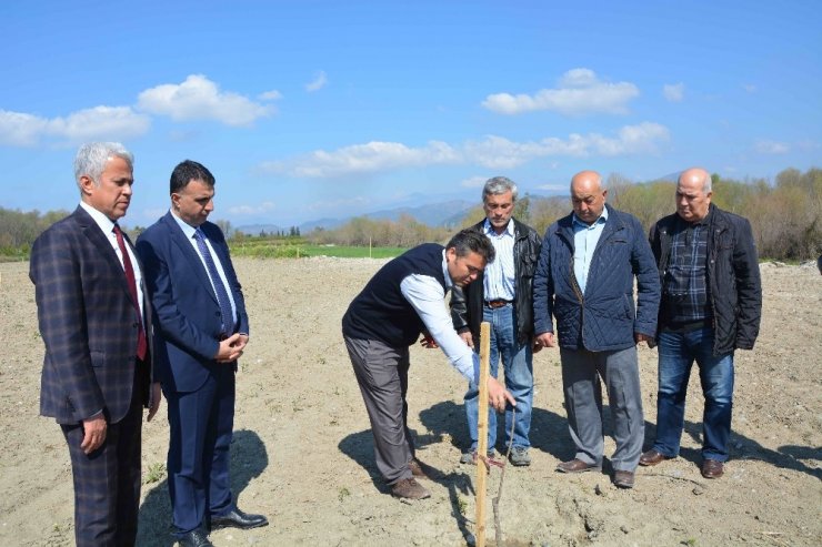 Muğlalı çiftçiye ’pikan cevizi’ desteği