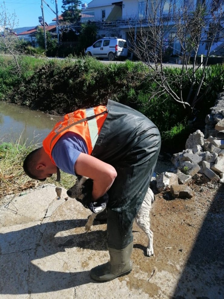 Su giderinde mahsur kalan köpeği itfaiye kurtardı