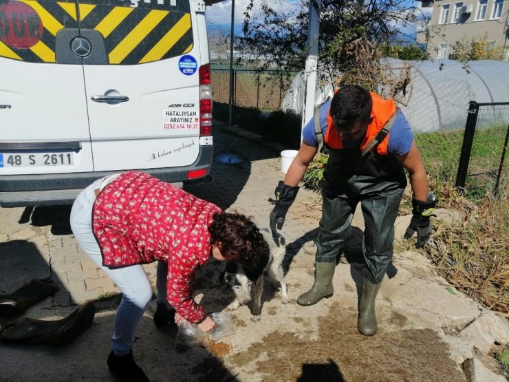 Su giderinde mahsur kalan köpeği itfaiye kurtardı