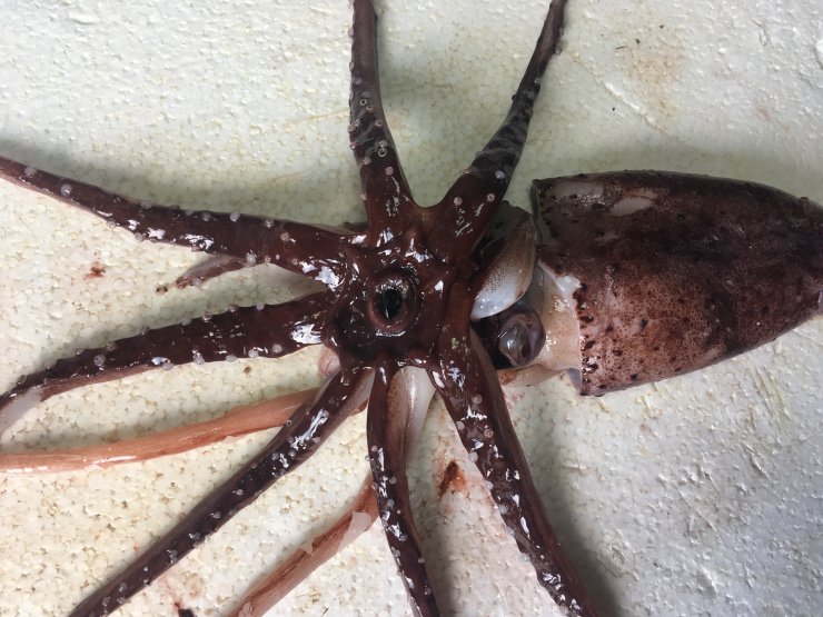 Türkiye kıyılarında yakalanan "Akdeniz'in mücevheri" heyecanlandırdı