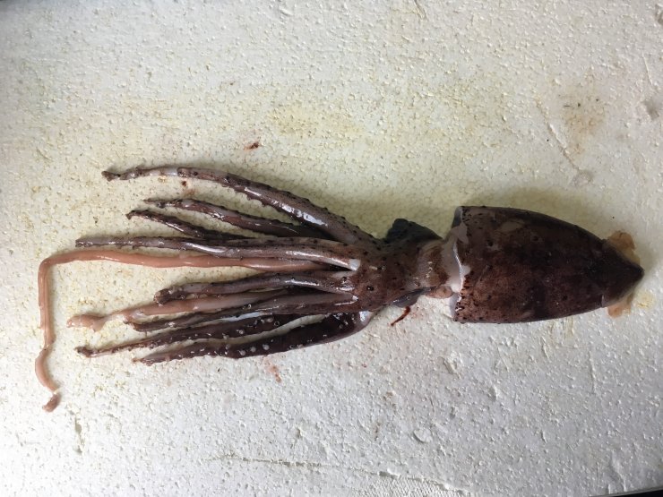 Türkiye kıyılarında yakalanan "Akdeniz'in mücevheri" heyecanlandırdı