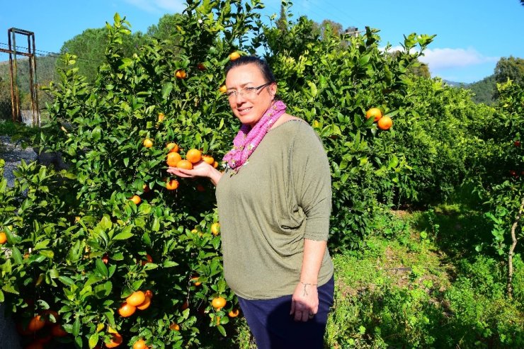 Antalya’da yaz ayında dalından mandalina üretimi