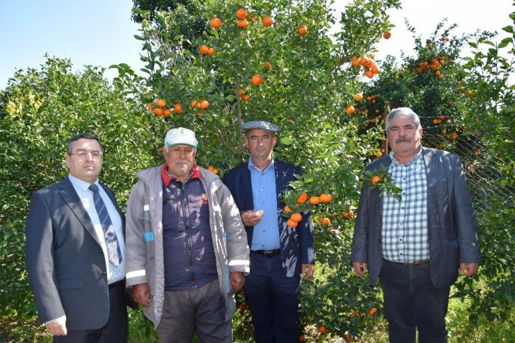 Antalya’da yaz ayında dalından mandalina üretimi